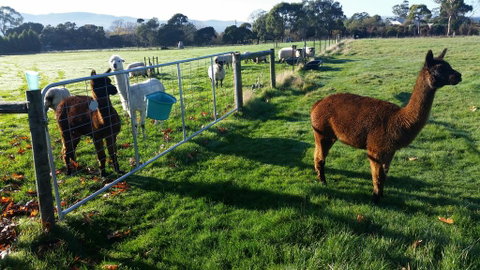 Tamar Valley Farm Stay - Accommodation 4U 2