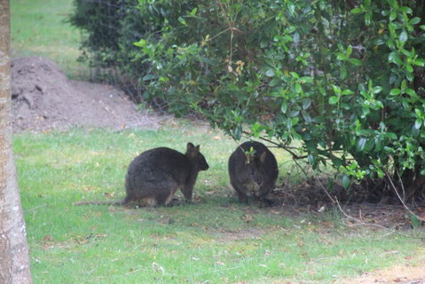 Tamar Valley Farm Stay - Accommodation 4U 1