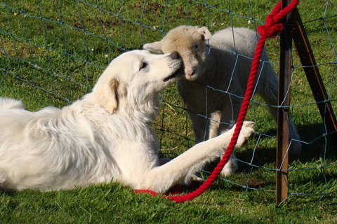 Buttons Cottage For Canyon & Rain Forest Walks With In House Dining - Accommodation 4U 32