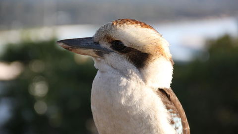 BAY OF FIRES ECO HUT Off Grid Experience At Binalong Bay - Accommodation 4U 19