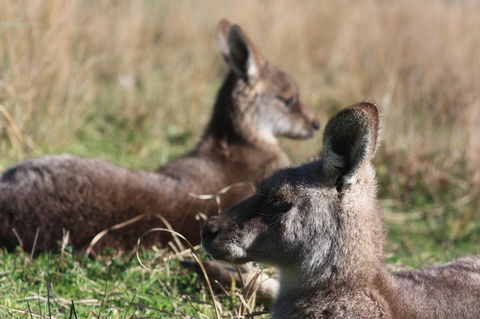 Halls Gap Lakeside Tourist Park - Accommodation 4U 2