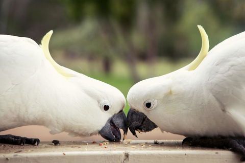 Halls Gap Lakeside Tourist Park - Accommodation 4U 9