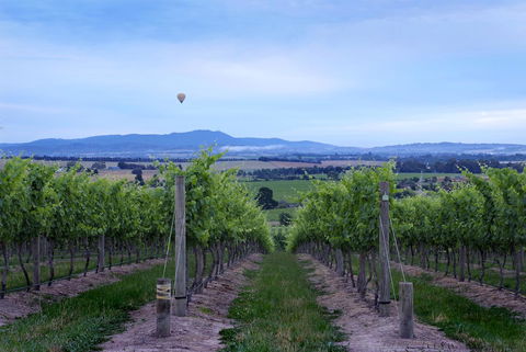 Balgownie Estate Yarra Valley - Accommodation 4U 37