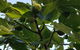 Healesville House - Fig Tree House - thumb 19
