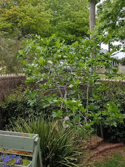 Healesville House - Fig Tree House - Accommodation 4U 20