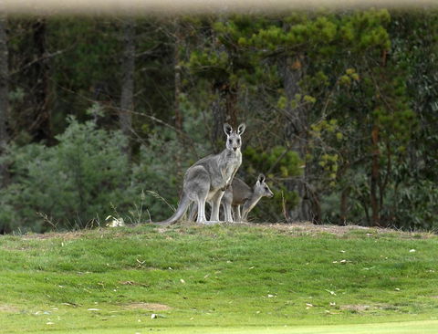 RACV Goldfields Resort - Accommodation 4U 20
