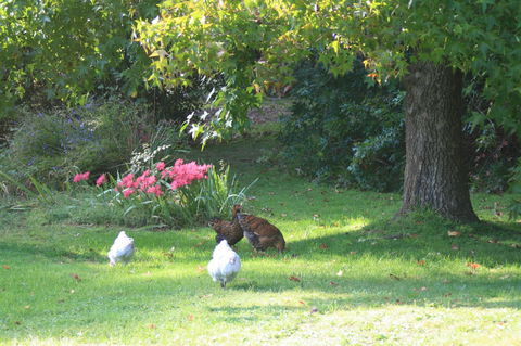Strathmore Farm B&B - Accommodation 4U 23
