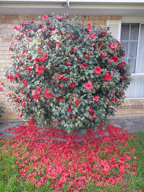 Town And Country Motor Inn - Accommodation 4U 1