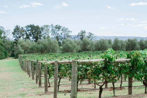 Tranquil Vale Vineyard - Accommodation 4U 2