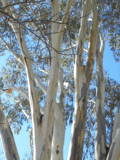 Wagga Wagga Tourist Park - Accommodation 4U 3