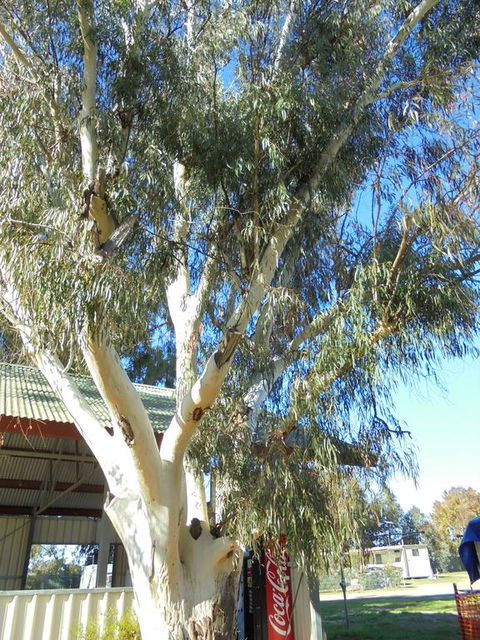 Wagga Wagga Tourist Park - Accommodation 4U 2