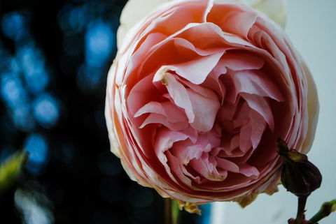 Bed Of Roses - Accommodation 4U 36