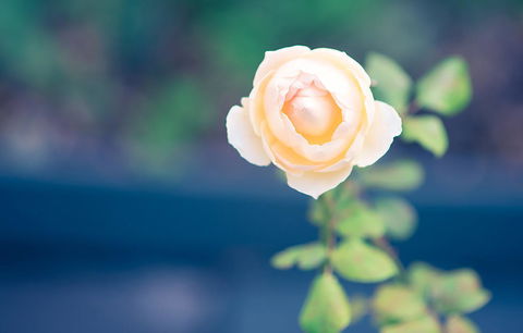 Bed Of Roses - Accommodation 4U 14