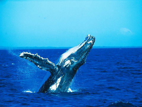 La Mer Sunshine Beachfront - Accommodation 4U 19