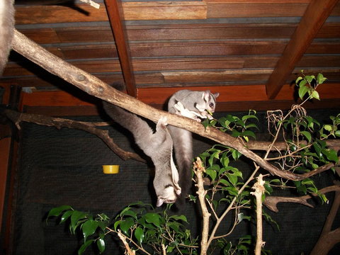 Forest Lodge: Little Villa - Accommodation 4U 1