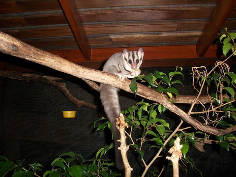 Forest Lodge: Little Villa - Accommodation 4U 18