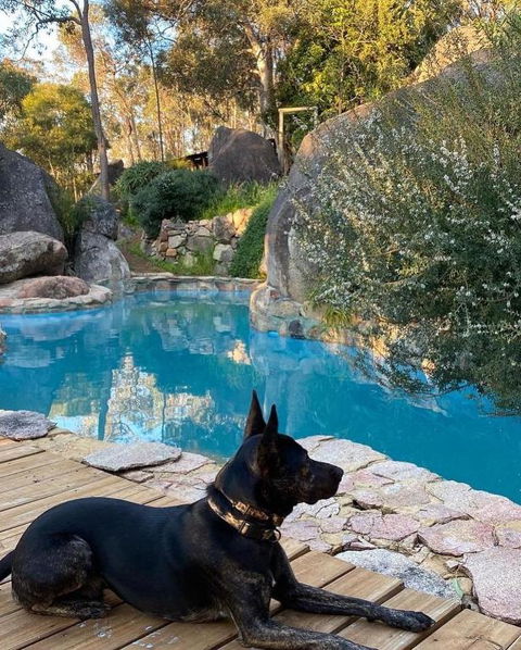 A Paradise For Dogs And A Magical Retreat For Hoomans - Accommodation 4U 4