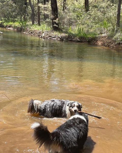 A Paradise For Dogs And A Magical Retreat For Hoomans - Accommodation 4U 2