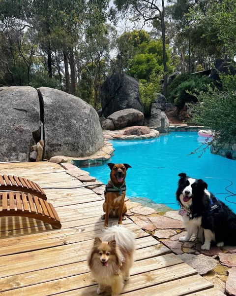 A Paradise For Dogs And A Magical Retreat For Hoomans - Accommodation 4U 1