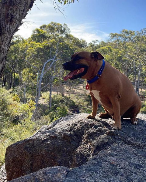 A Paradise For Dogs And A Magical Retreat For Hoomans - Accommodation 4U 3