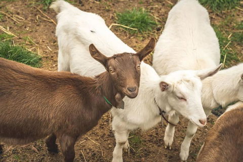 Altitude - A Tiny House Experience In A Goat Farm By Tiny Away - Accommodation 4U 2