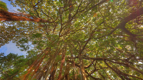 The Broken Banyan - Accommodation 4U 17