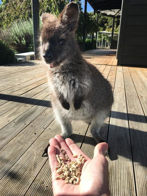 Parnella Adventure Bay, Bruny Island - Accommodation 4U 17