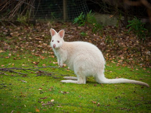 Parnella Adventure Bay, Bruny Island - Accommodation 4U 20