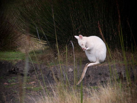 Parnella Adventure Bay, Bruny Island - Accommodation 4U 18