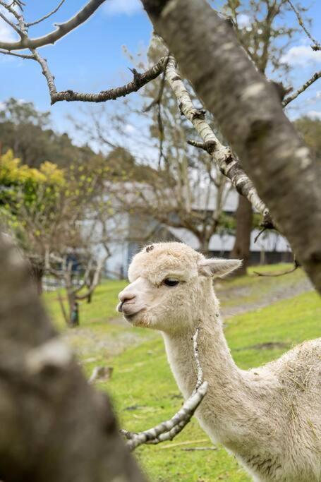 Carawatha On The Range - Unique Farm Stay - Accommodation 4U 3