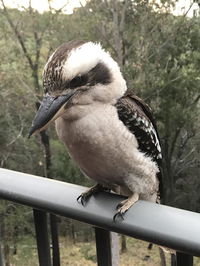 Book Tallebudgera Accommodation Vacations Accommodation 4U Accommodation 4U