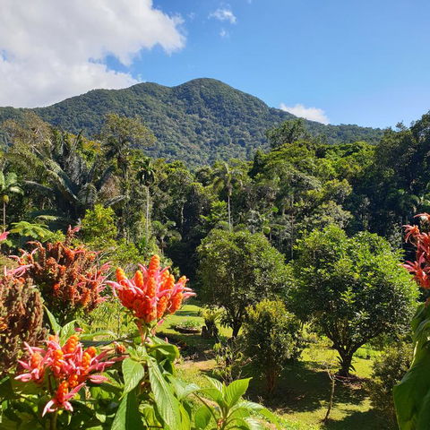 A Daintree Garden - Accommodation 4U 3