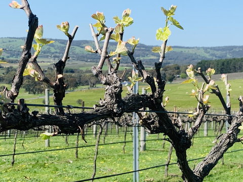 Amongst The Vines Deluxe Retreat - Accommodation 4U 1