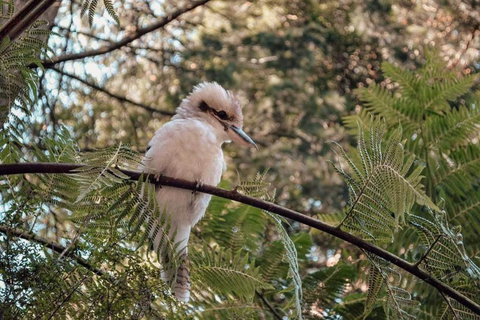 Luxury Mountain Valley Villa In Mt Evelyn - Accommodation 4U 2