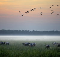 Bamurru Plains - Accommodation 4U