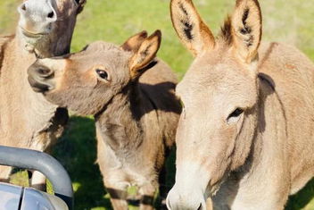 Sandalwood Downs Fabulous Farm Stay TOODYAY with Accommodation 4U