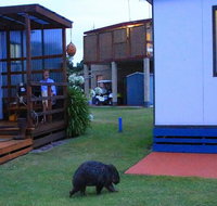 BIG4 Kelso Sands Holiday  Native Wildlife Park - Accommodation 4U