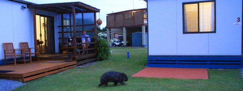 BIG4 Kelso Sands Holiday & Native Wildlife Park - Accommodation 4U 2