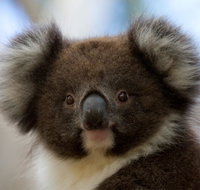 Bimbi Park - Camping Under Koalas - Accommodation 4U