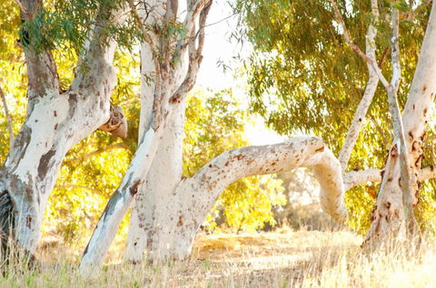 Wooramel River Retreat - Accommodation 4U 3