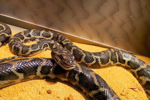 Pinnacles Desert (Private) Day Tour - Accommodation 4U 1