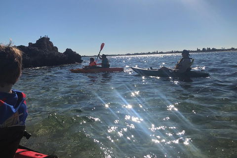 Penguin Island And Fremantle - Canoe, Chocolate & Coffee - Accommodation 4U 1