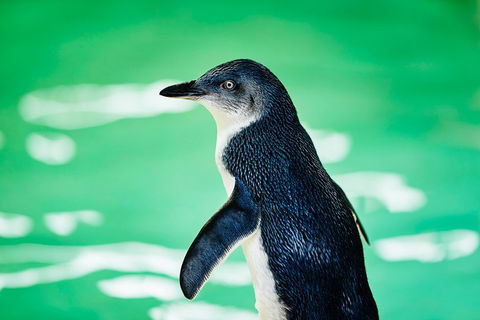 Penguin Island And Fremantle - Canoe, Chocolate & Coffee - Accommodation 4U 4