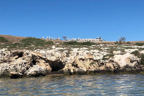 Penguin Island And Fremantle - Canoe, Chocolate & Coffee - Accommodation 4U 5