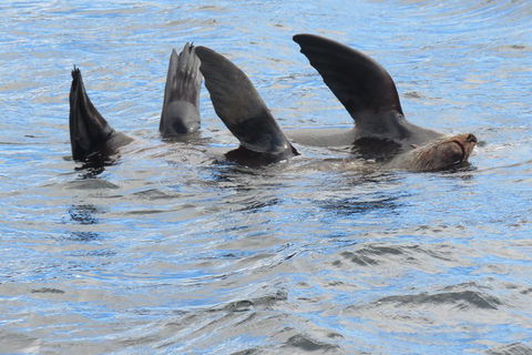 Twilight Sail Bruny Island - Accommodation 4U 0