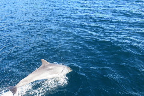 Twilight Sail Bruny Island - Accommodation 4U 5