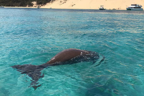 Cruise In Moreton Bay Marine Park And Moreton Island - Accommodation 4U 2
