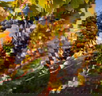 Full Day Tamar Valley Wine Tour - Accommodation 4U