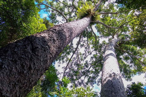 Paronella Park And Millaa Millaa Falls Full-day Tour From Cairns - Accommodation 4U 1