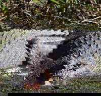 Full Day Tour in the Daintree - Accommodation 4U